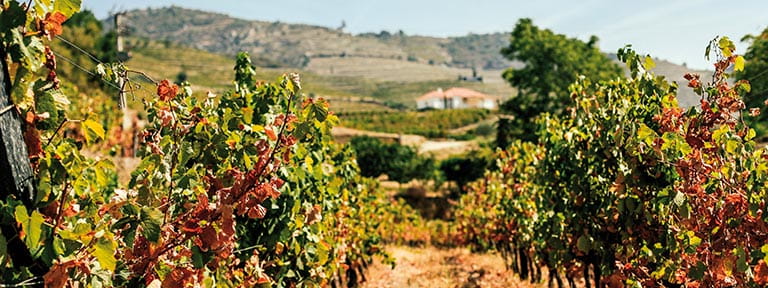Wine vineyards in the Douro Valley, Portugal